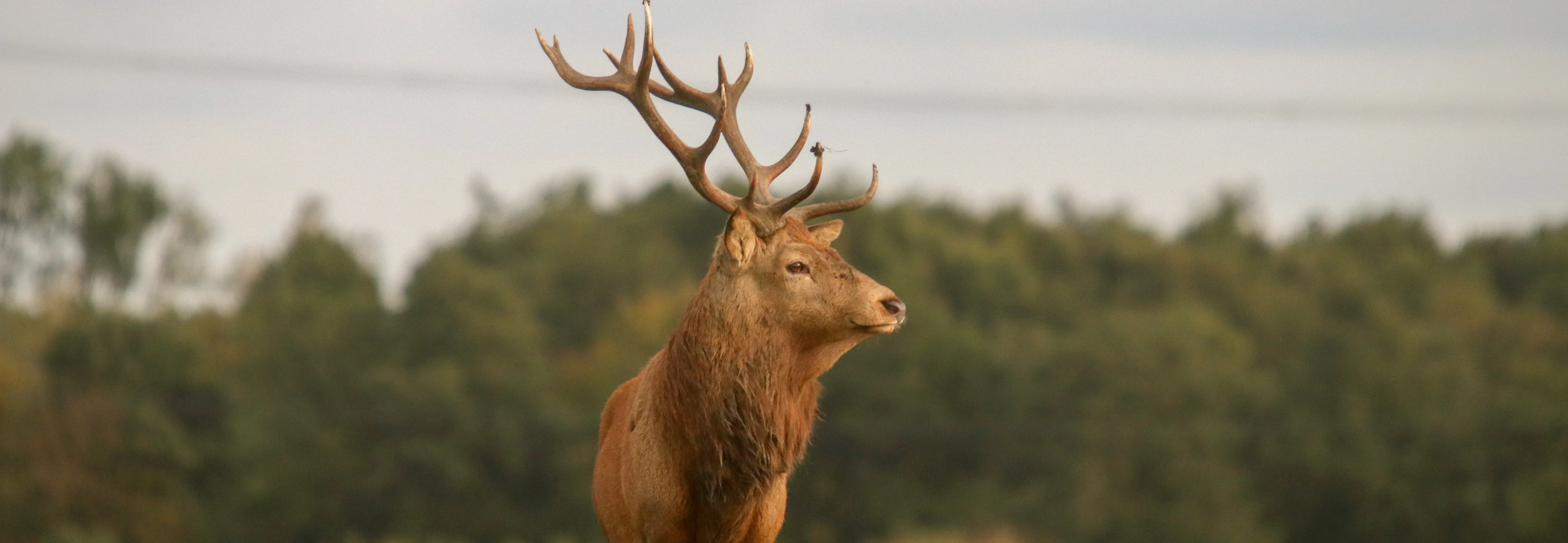 Ontdek Flevoland met Reischeck.nl: Jouw Ultieme Reisgids